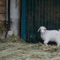 La Ferme de Valeyres - 5
